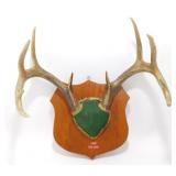 ** 10 Point Whitetail Deer Antlers