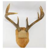 ** 10 Point Whitetail Deer Antlers