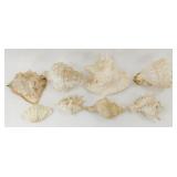 ** 8 Large Conch Style Shells