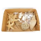 ** Nice Collection of Sea Shells, Starfish and