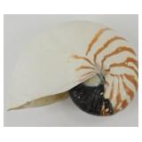 * Large Nautilus Shell