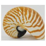 * Smaller Nautilus Shell