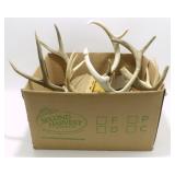** Mounted Deer Antlers