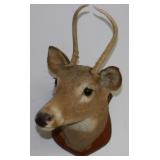** Deer Mount 'Eleven Pointer'