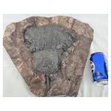 Fossil - Crinoid Plare Fossil "Sea-Lily",