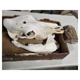 Horse Skull  found in the southwest  desert and a