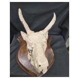 Faux Deer head mount , probably out of a lodge