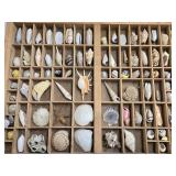 80× Seashell collection set in a Vintage type