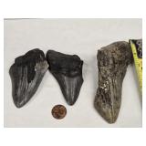 3 Megalodon Fossil Teeth  3.25' , 3m5' , 5' sizes