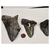 3 Megalodon Fossil Teeth as is look at pictures