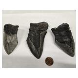 3 Megalodon Fossil Teeth measures 3.75' , 4.25' ,