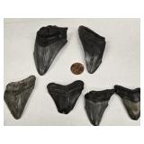 6 Megalodon Fossil Teeth measuring 1.5' to 3.5'