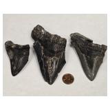 3 Megalodon Fossil Teeth one is broken look at
