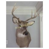 Bust of Whitetail Deer Taxidermy