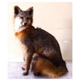 17.5in tall taxidermy fox