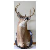 Vintage hanging deer mount