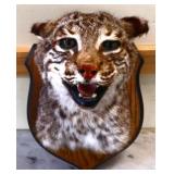 10in tall taxidermy bobcat head mount
