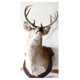 Vintage hanging deer mount