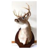 Vintage hanging deer mount