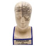 10.5in phrenology head