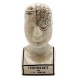 8.5in phrenology head