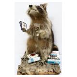 Taxidermy 19in smokin' & gamblin' raccoon
