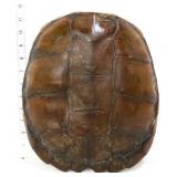 Tortoise shell decor