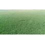  149.19 Acres Clay County, Nebraska Pivot Irrigated LAND AUCTION