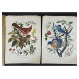 Arthur Singer No. 1 & 2 of A Series- Birds & Flowe