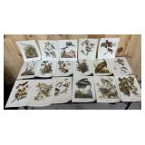 17 Audubon Full Color Bird Prints