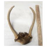 Deer Antlers