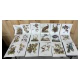18 Audubon Full Color Bird Prints