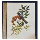 Robin Red Breast by Francis Lee Jaques Print
