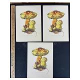 3-1963 Boletus Junquilleus Mushroom Prints