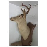 Whitetail Buck Shoulder Mount