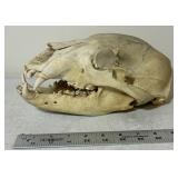 Michigan Black Bear Skull
