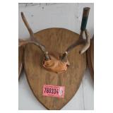 Whitetail Antler Mount