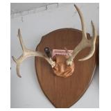 8 Pt. Whitetail Antler Mount