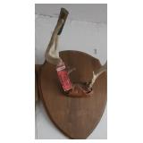 Whitetail Antler Mount