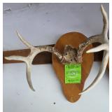 6Pt. Whitetail Antler Mount