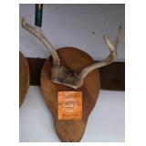 4Pt Whitetail Antler Mount