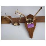 2 Whitetail Antler Mounts