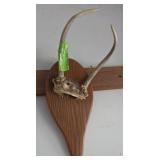Spike Whitetail Antler Mount