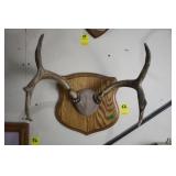DEER ANTLER MOUNT