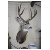MULE DEER BUCK TAXIDERMY SHOULDER MOUNT