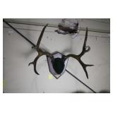 ANTLER TAXIDERMY MOUNT