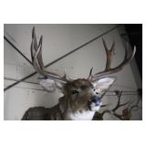 MULE DEER BUCK TAXIDERMY SHOULDER MOUNT