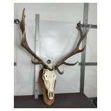 LARGE ELK SKULL & RACK TAXIDERMY MOUNT