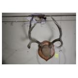 DEER ANTLER TAXIDERMY MOUNT