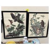 EARLY JAMES AUDUBON LITHOGRAPHS BIRDS OF AMERICA